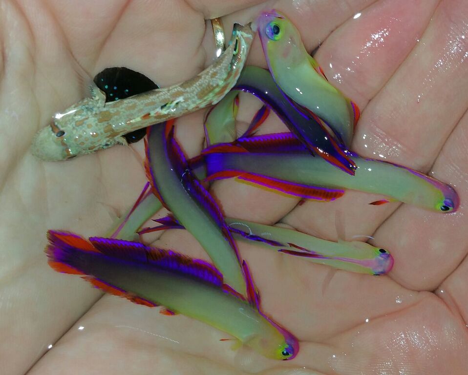 unspecified zpshrup8896 - Purple Firefish $19.99 Md. Yellow Tangs $24.99 And More!