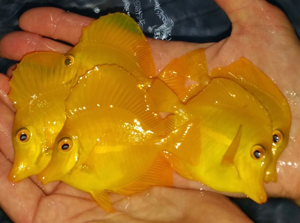 unspecified zpsi4xpo3ju - Purple Firefish $19.99 Md. Yellow Tangs $24.99 And More!