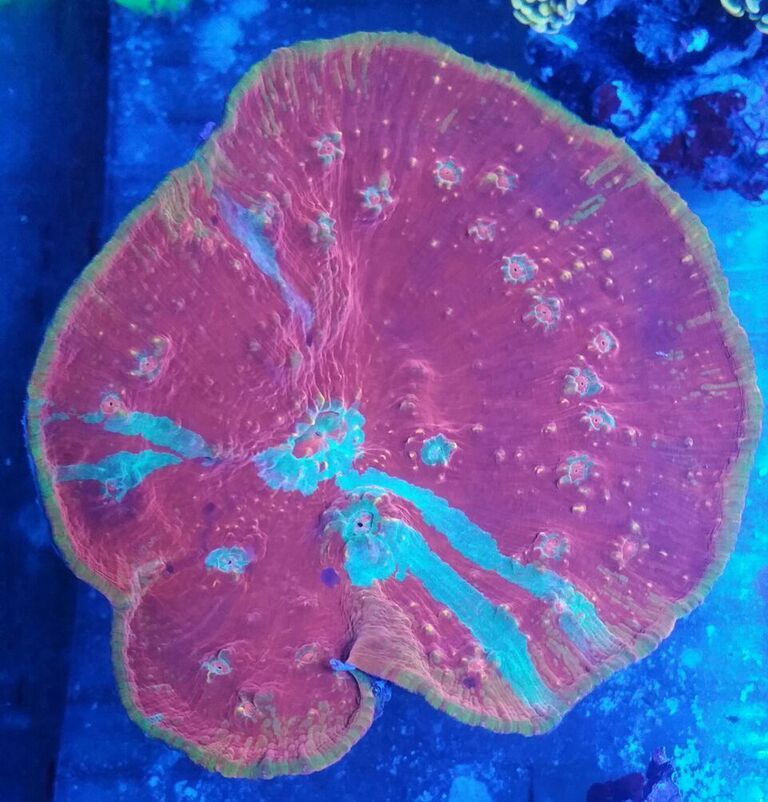 unspecified zpsiyqkzeoj - Fresh Killer Corals & A Few Clams In At Tropicorium!!!