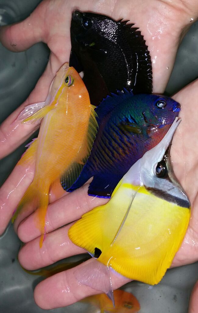 unspecified zpsj0qchpy1 - Phenomenal Fish! Only At Tropicorium! Pics & Prices!