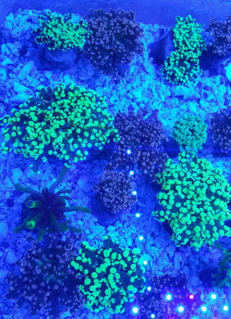 unspecified zpsjjfl1uxl - Fresh Killer Corals & A Few Clams In At Tropicorium!!!