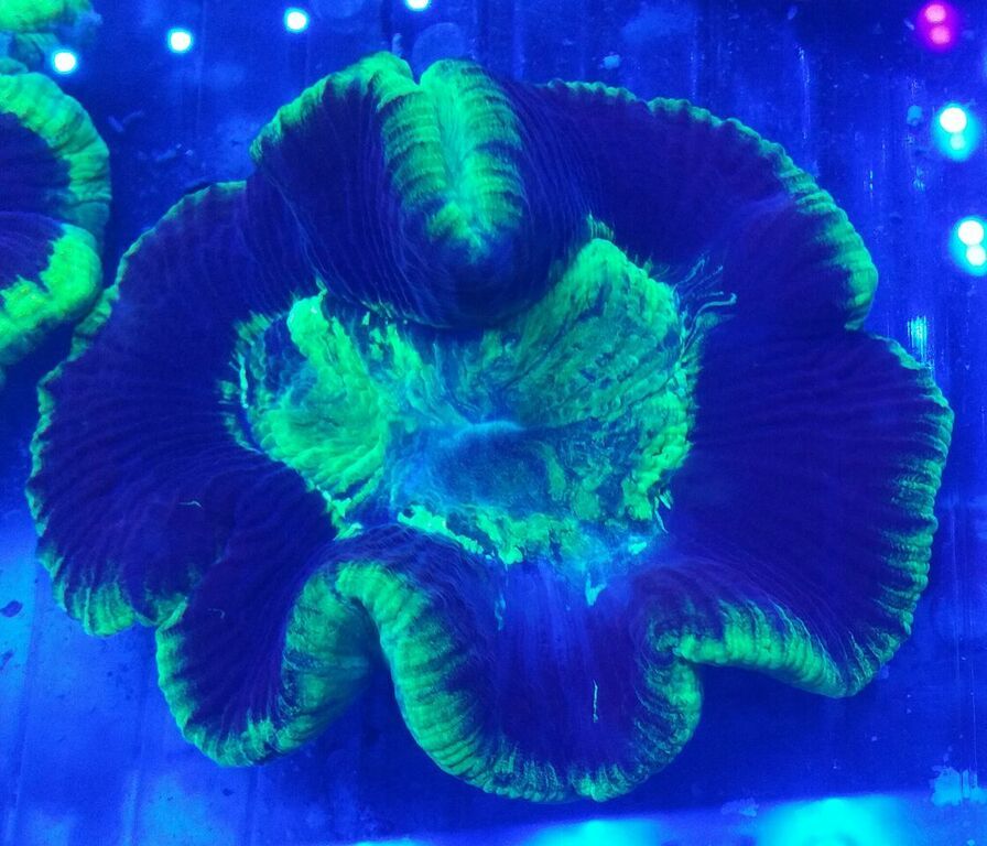 unspecified zpsl2gdmkrd - Fresh Killer Corals & A Few Clams In At Tropicorium!!!