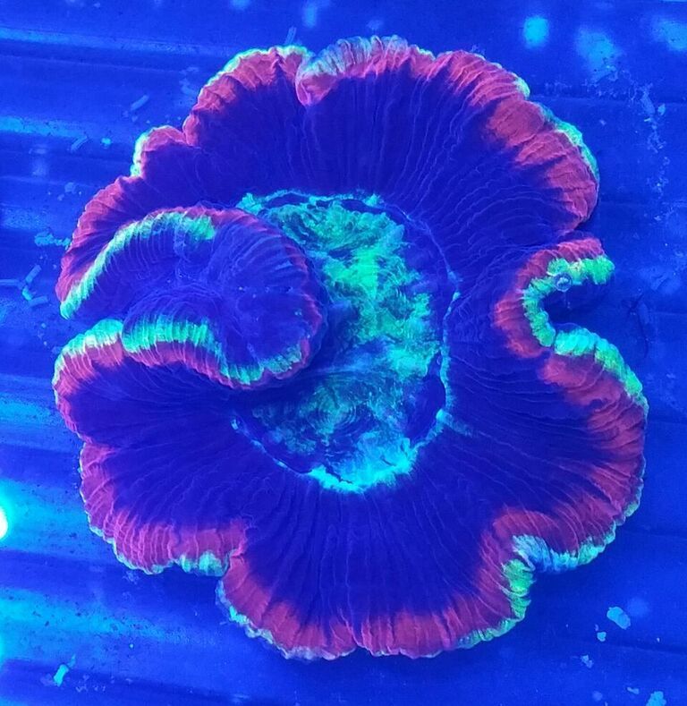 unspecified zpsmpmazqbj - Fresh Killer Corals & A Few Clams In At Tropicorium!!!