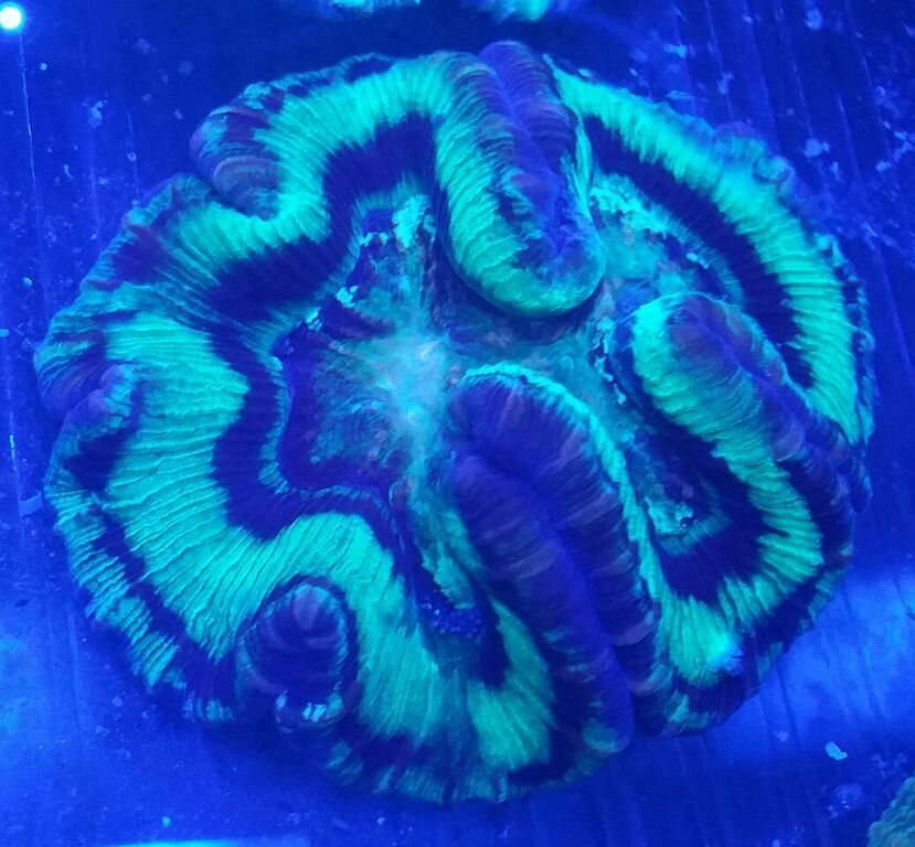 unspecified zpsoamcg0bc - Fresh Killer Corals & A Few Clams In At Tropicorium!!!