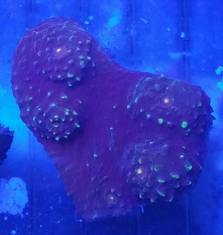 unspecified zpsotgqunpe - Fresh Killer Corals & A Few Clams In At Tropicorium!!!
