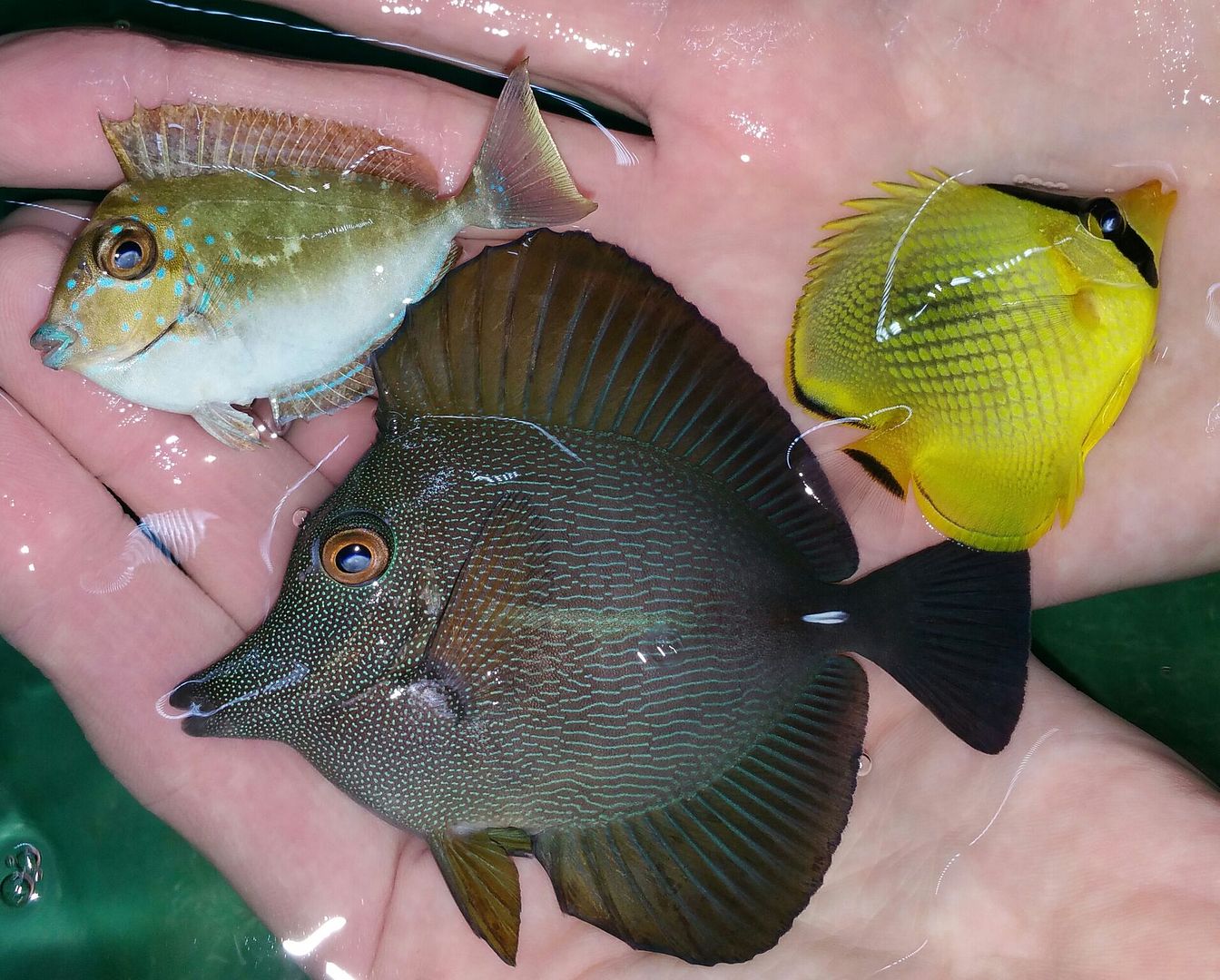 unspecified zpsoxmcuszf - Phenomenal Fish! Only At Tropicorium! Pics & Prices!