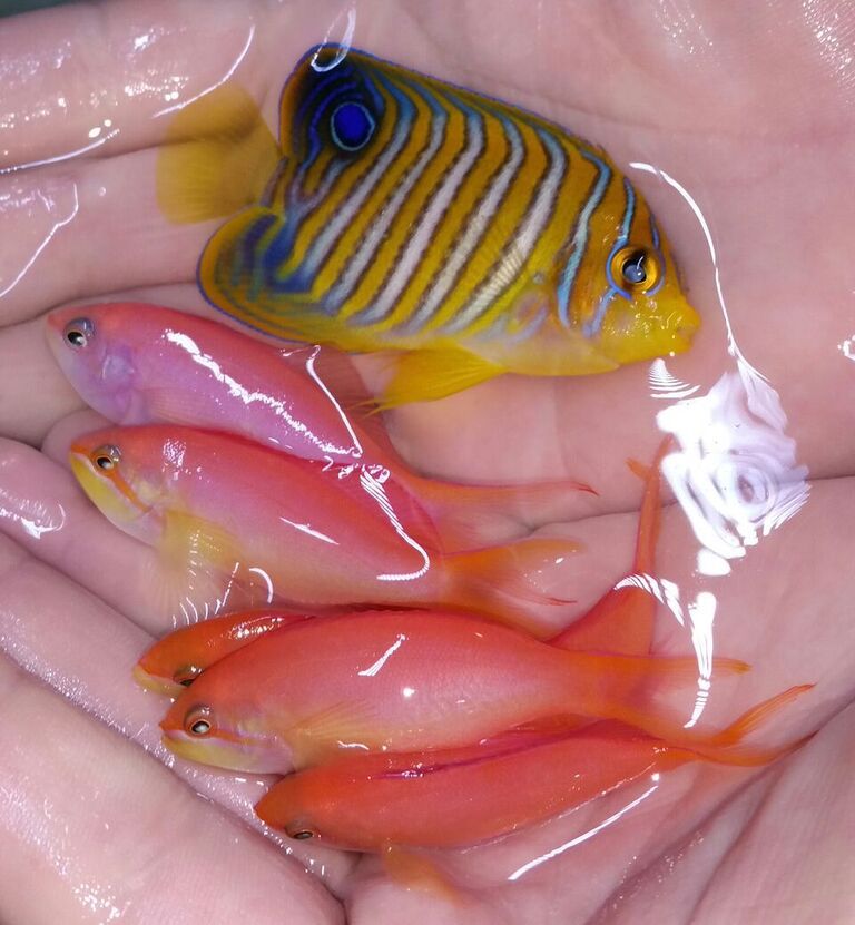 unspecified zpspfsclc8q - Fresh Fish! Pics/Prices! Only @Tropicorium!