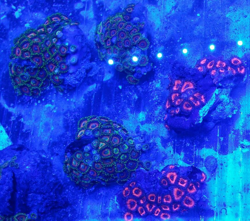 unspecified zpspiscomc5 - Fresh Killer Corals & A Few Clams In At Tropicorium!!!