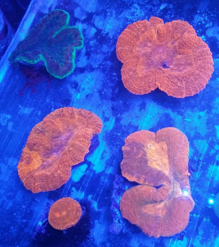 unspecified zpsprrldfwb - Fresh Killer Corals & A Few Clams In At Tropicorium!!!