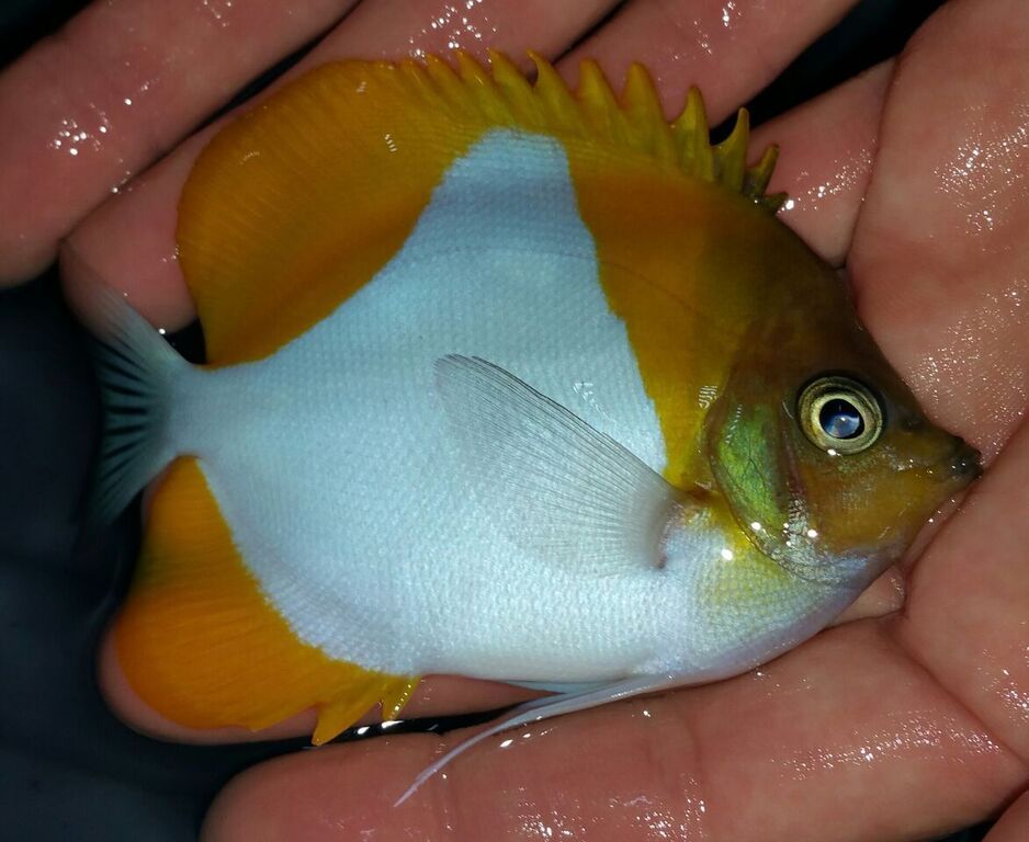 unspecified zpsvnbrpxcl - Phenomenal Fish! Only At Tropicorium! Pics & Prices!