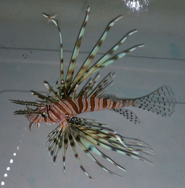 unspecified zpsw47bjppc - Purple Firefish $19.99 Md. Yellow Tangs $24.99 And More!