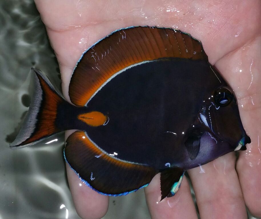 unspecified zpsz3egmffb - Phenomenal Fish! Only At Tropicorium! Pics & Prices!