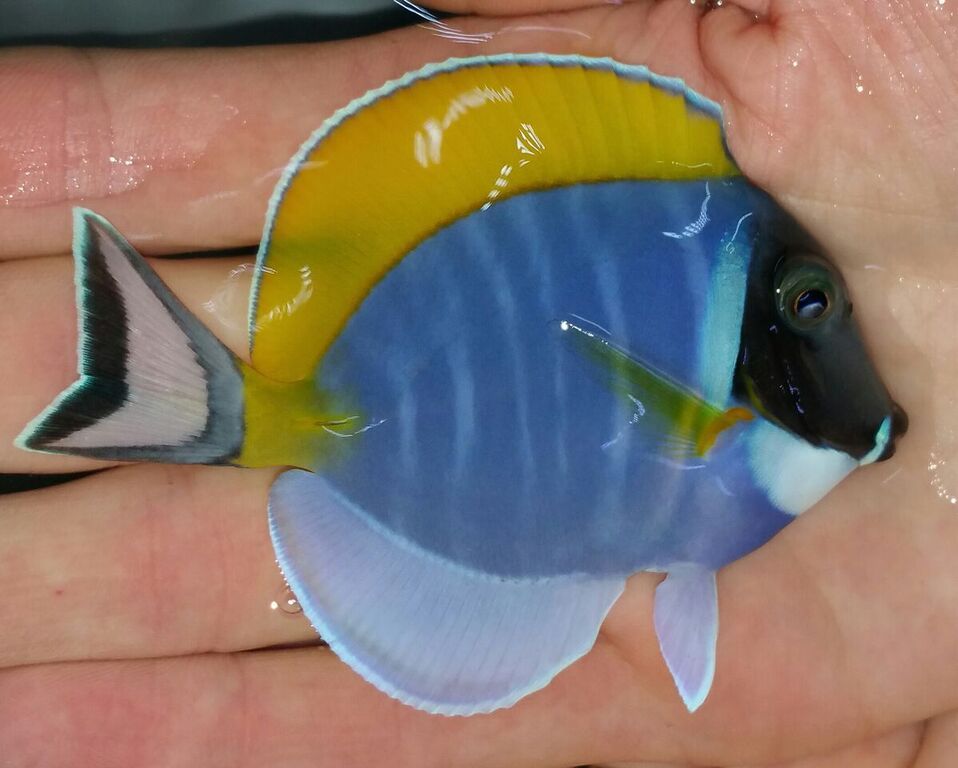 unspecified zpszeyg4oml - Purple Firefish $19.99 Md. Yellow Tangs $24.99 And More!