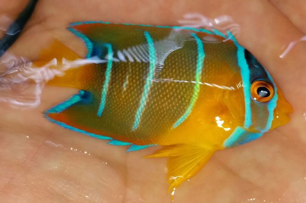 20170608 155857 1 zpsnixovzb5 - Caribean Fish, & More! Only @ Tropicorium!