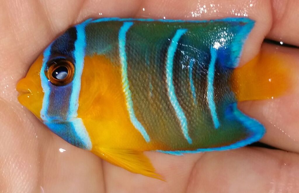 20170608 160118 1 zpsiqhcg9az - Caribean Fish, & More! Only @ Tropicorium!