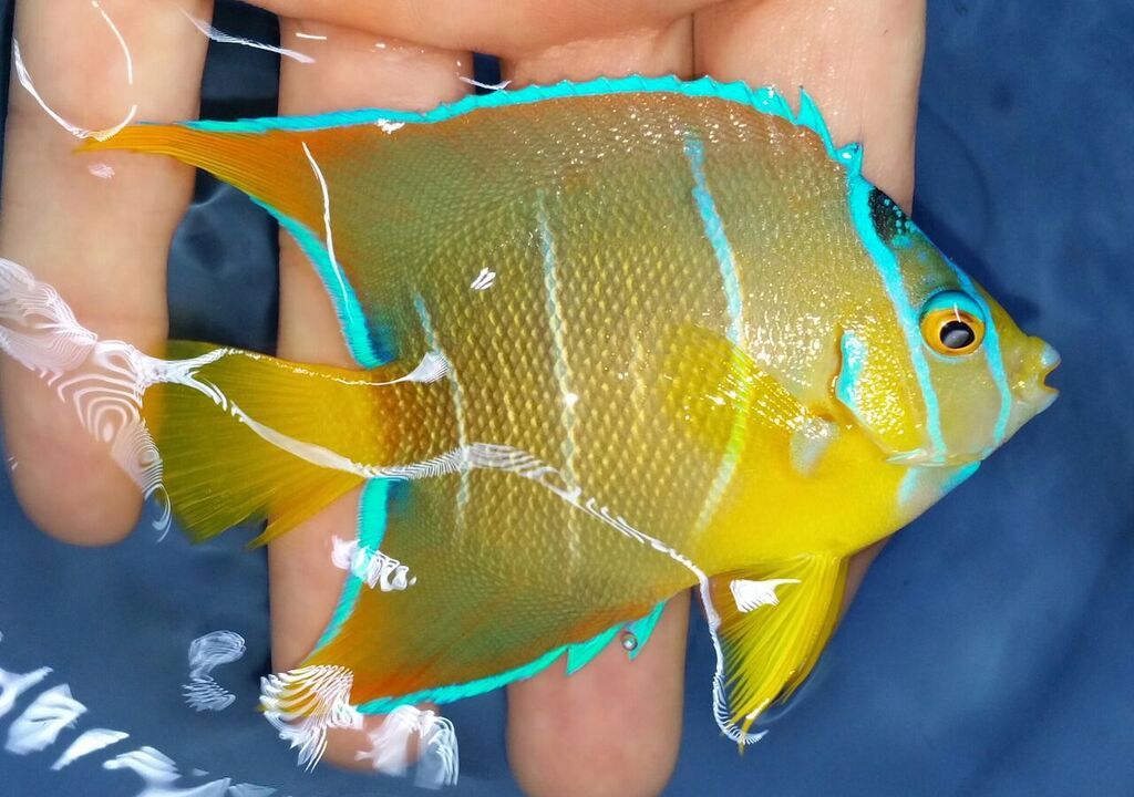 20170608 160451 1 zpshuxws9ov - Caribean Fish, & More! Only @ Tropicorium!