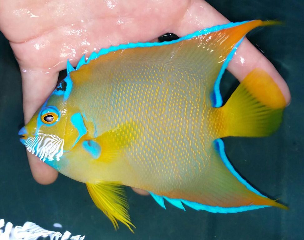 20170608 160602 1 zpsl13hlrp5 - Caribean Fish, & More! Only @ Tropicorium!