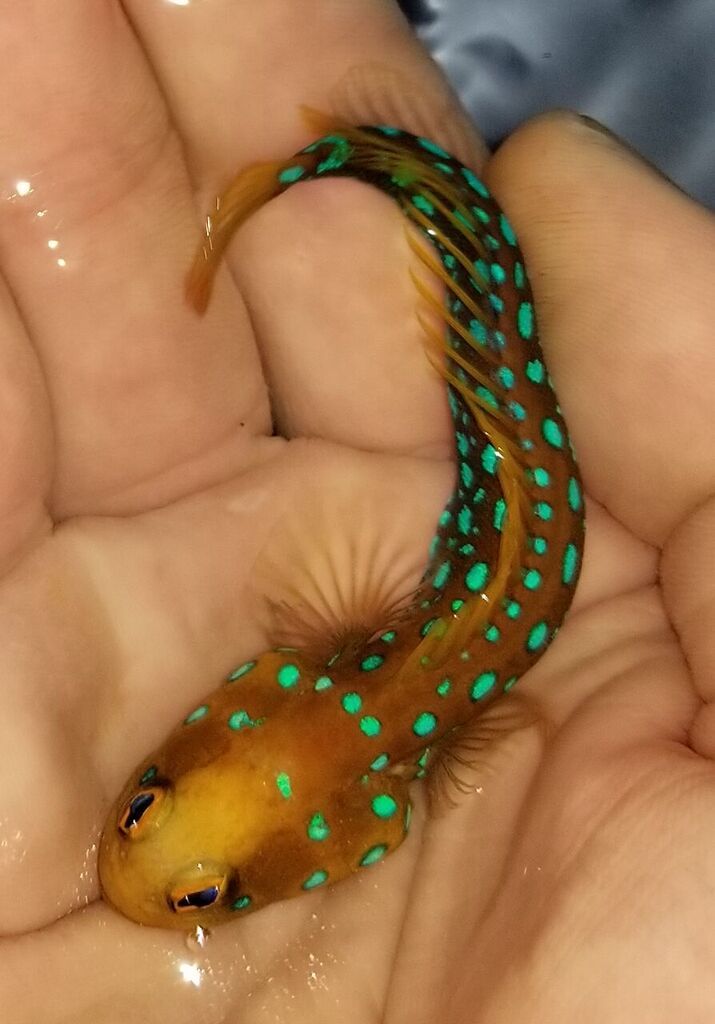 20170614 161818 zpsccbzxwbg - Fresh Clowns And A Whole Lot More!! Only From Tropicorium!!!