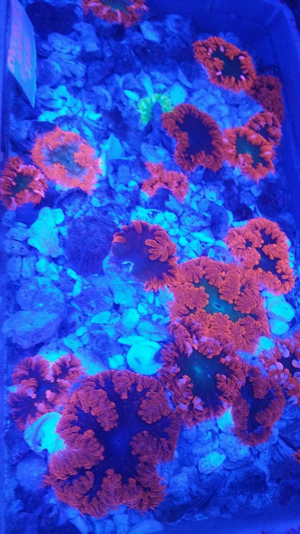 unspecified zps2xssdh6x - Tons Of Corals! Come in for the killer deals!