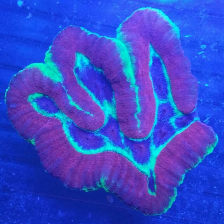 unspecified zpschqpb8up - Merry Christmas!!! New Fish Coming In Today!! Coral Pics Too!