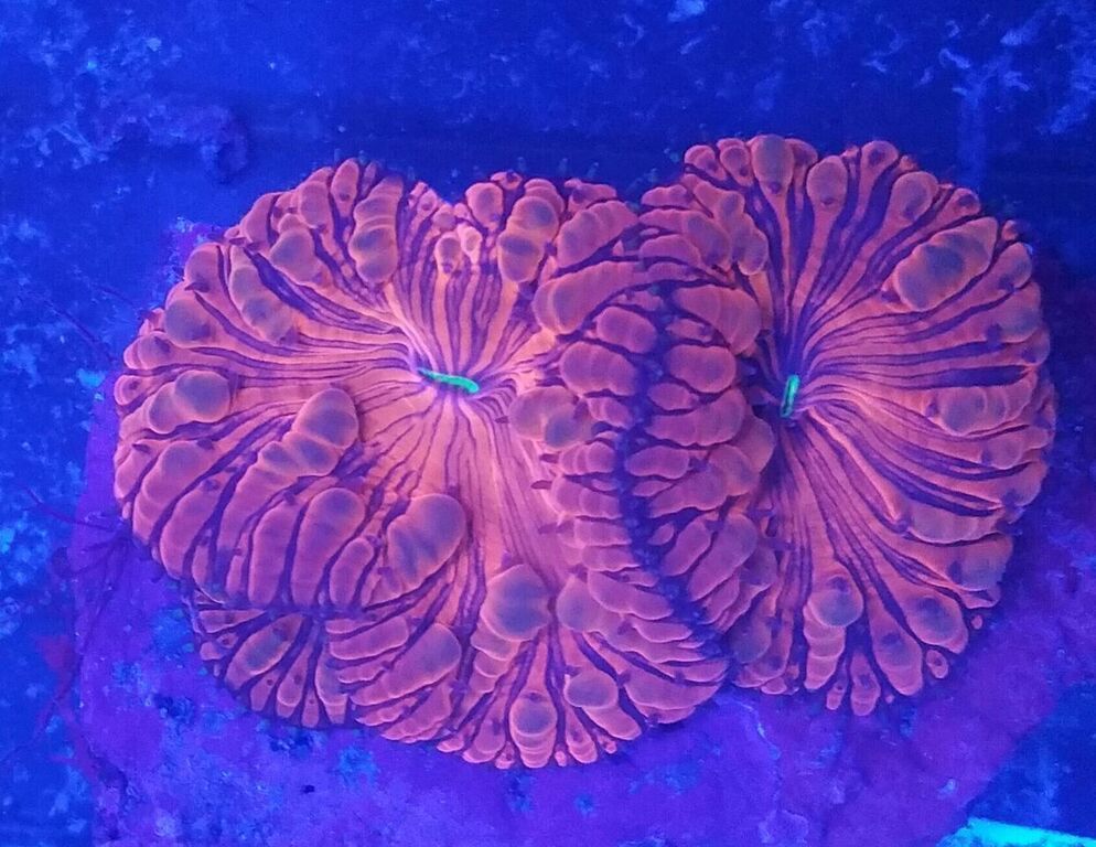 unspecified zpscr2zu3gt - Merry Christmas!!! New Fish Coming In Today!! Coral Pics Too!