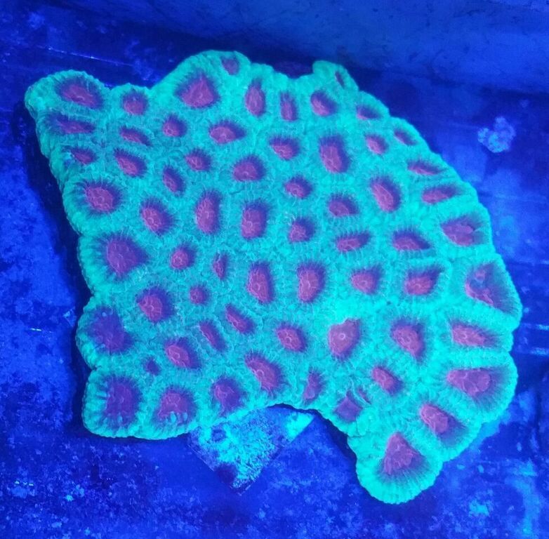 unspecified zpshlsyviwb - Merry Christmas!!! New Fish Coming In Today!! Coral Pics Too!