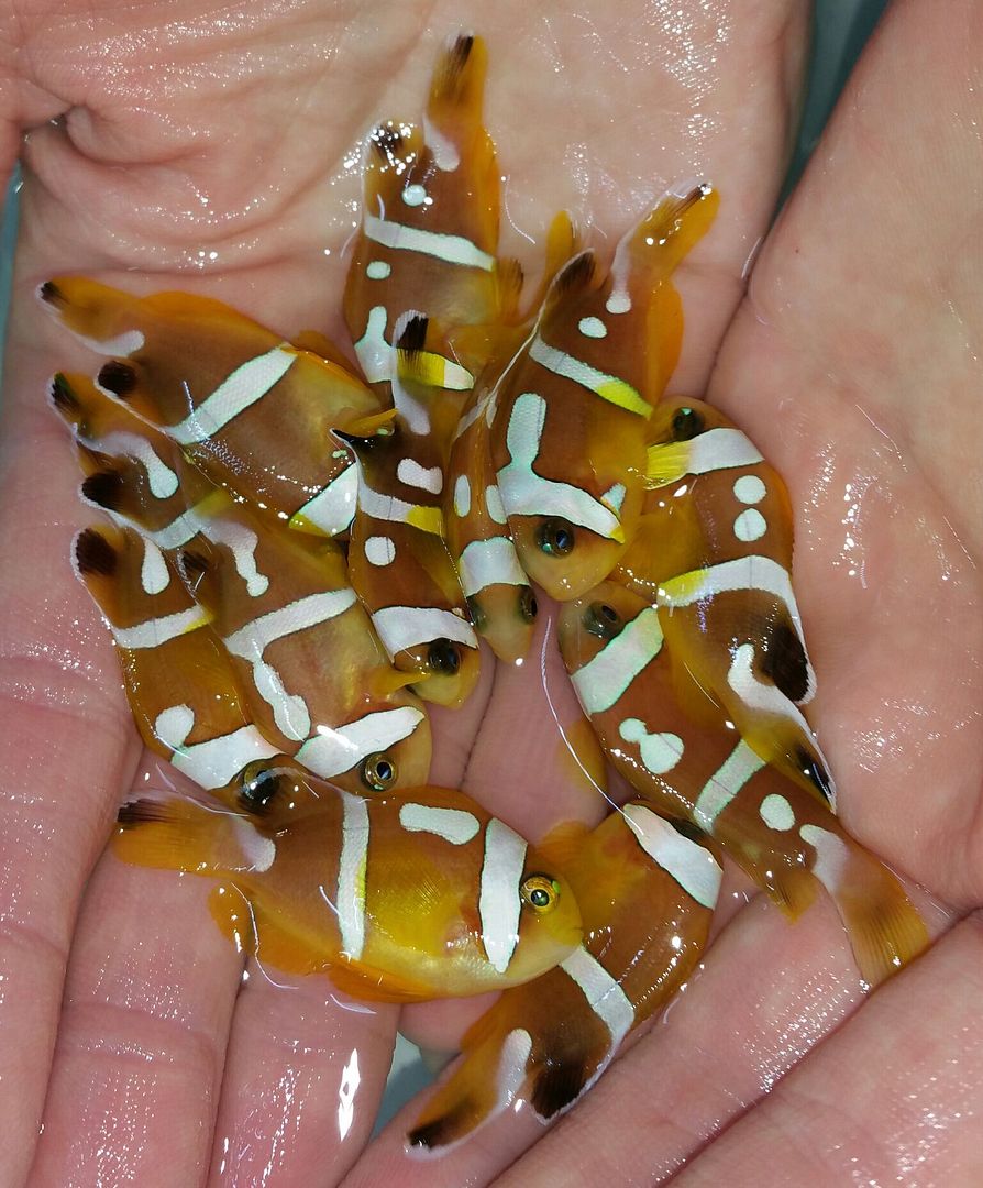 unspecified zpsiyiwrhem - We've Gone Clown Crazy!!! Octo, Pseudos Too!!! Tropicorium!!!