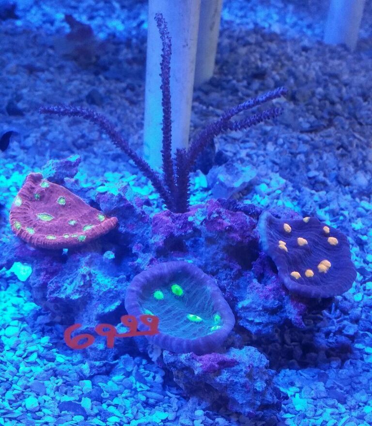 unspecified zpsrppdyob0 - Merry Christmas!!! New Fish Coming In Today!! Coral Pics Too!