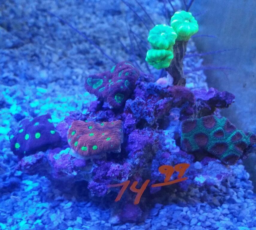 unspecified zpstupejngd - Merry Christmas!!! New Fish Coming In Today!! Coral Pics Too!