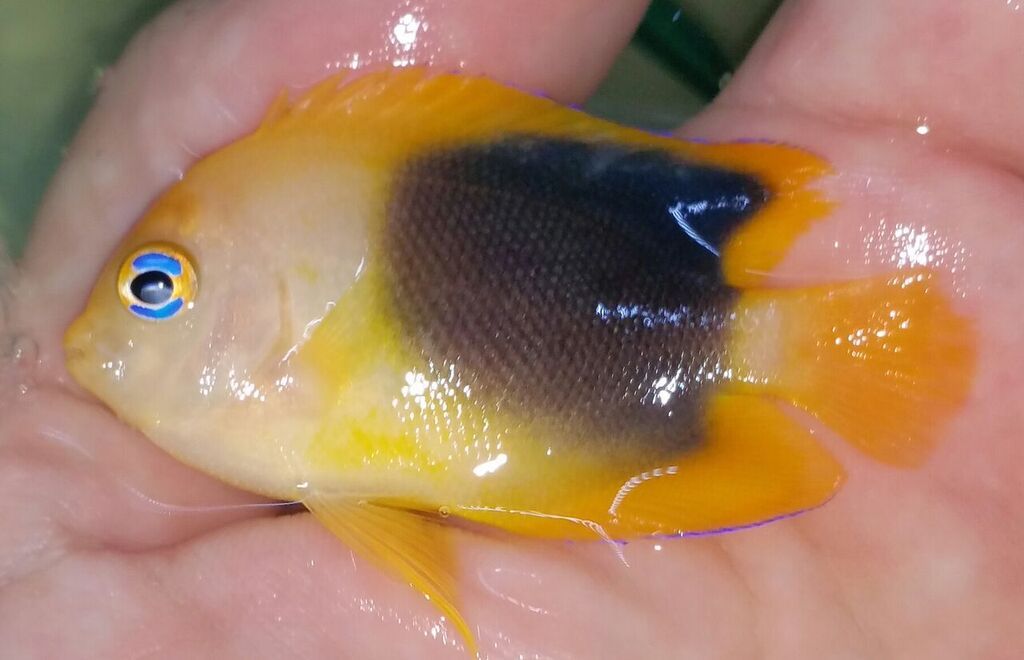 unspecified zpsztj3tn4q - Queens, Frenches, Jumbo Cleaners! Trop Is Your Shop!!!