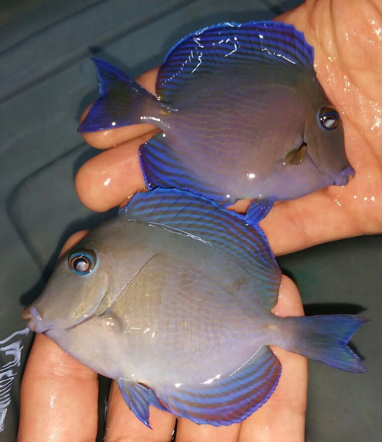 20170526 134753 1 zpss9wjuqy9 - Atlantic Fish & Inverts Just In!!! Sm. Queens $59.99!