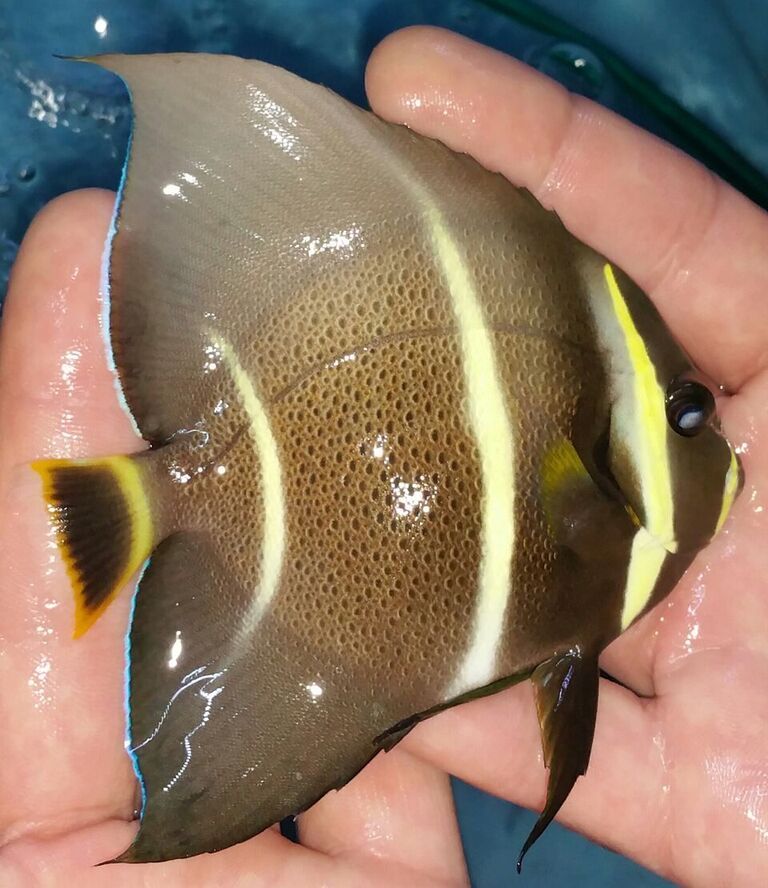 20170526 134937 1 zpsabvkispy - Atlantic Fish & Inverts Just In!!! Sm. Queens $59.99!