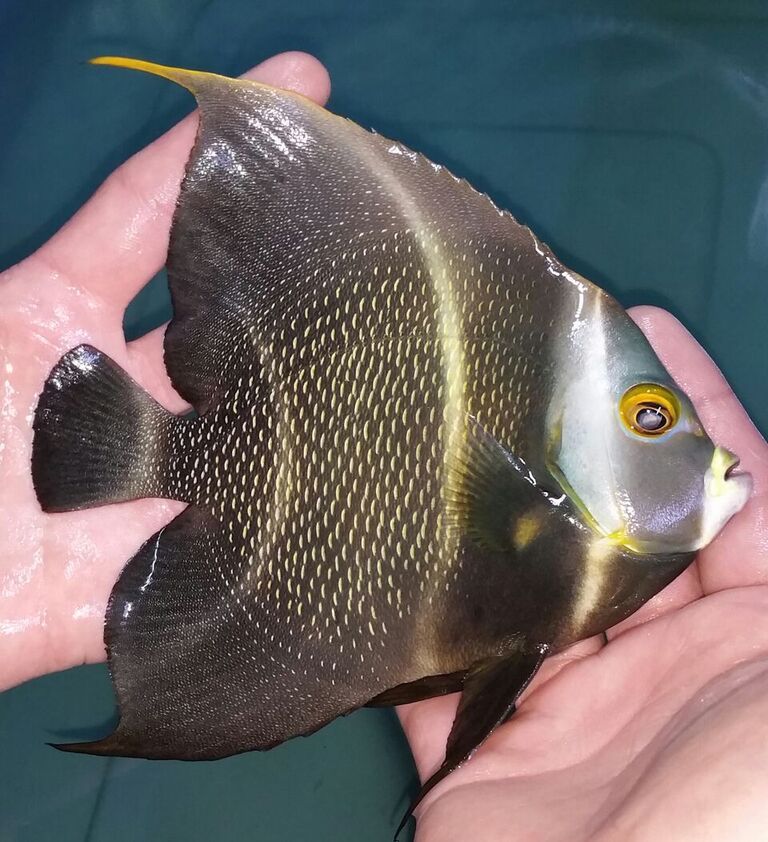 20170526 135125 1 zpssz2mmdhy - Great Selection Of Fully Conditioned Fish And More!!!