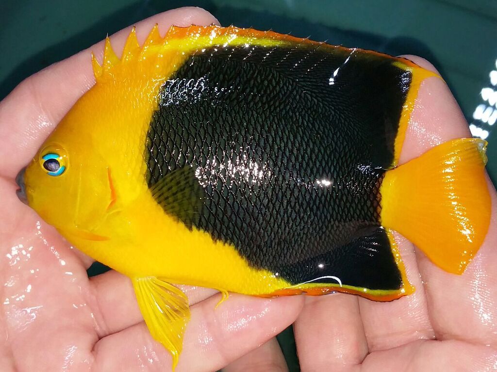 20170526 135353 1 zps3bpueqsh - Atlantic Fish & Inverts Just In!!! Sm. Queens $59.99!