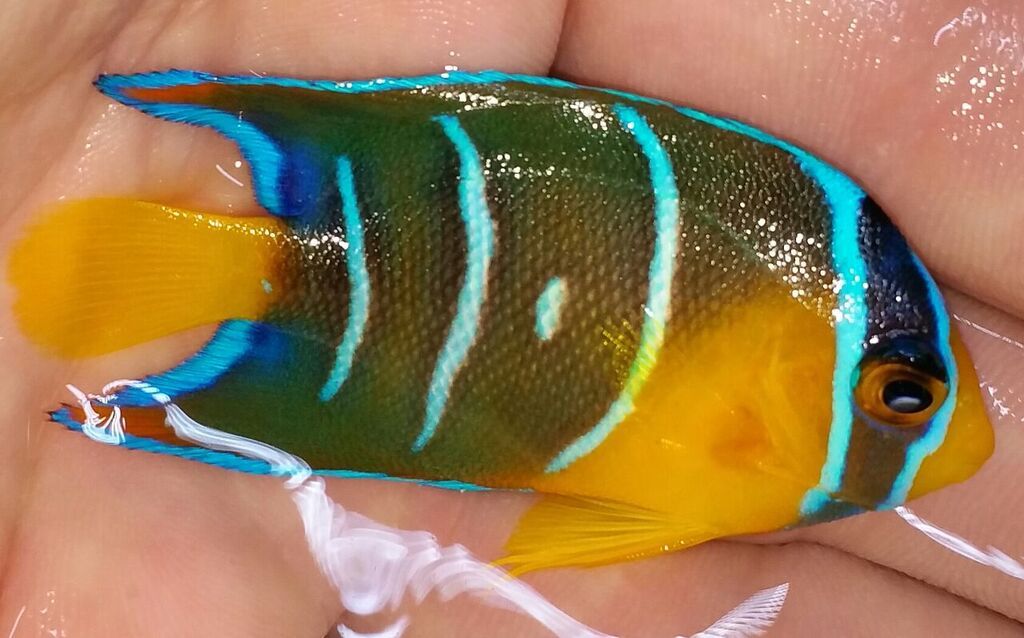 20170526 135800 1 zpsqdgskltr - Atlantic Fish & Inverts Just In!!! Sm. Queens $59.99!