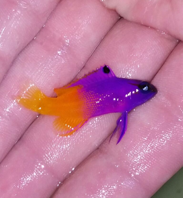 20170526 140131 1 zpsuuggbr5m - Atlantic Fish & Inverts Just In!!! Sm. Queens $59.99!