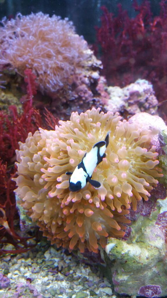 20170526 141149 zpsmpho0fbg - Atlantic Fish & Inverts Just In!!! Sm. Queens $59.99!