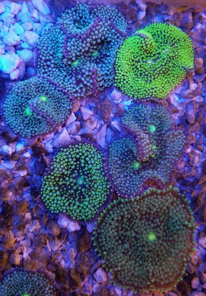20170812 105428 zpsc9ekn2so - Great Selection Of Fully Conditioned Fish And More!!!