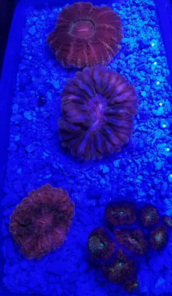 20170812 105849 zpsogagae5p - Great Selection Of Fully Conditioned Fish And More!!!