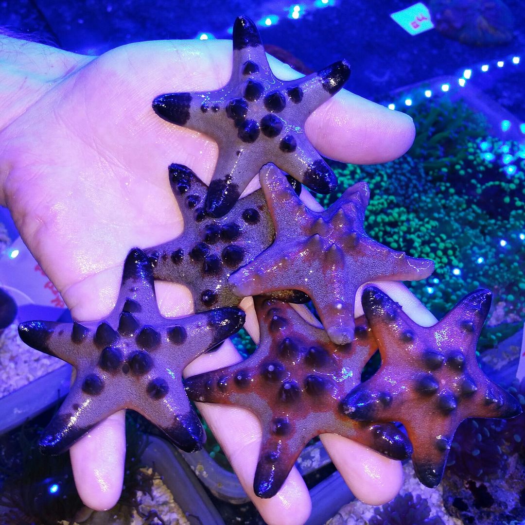 unspecified zps0uy7rweu - Merry Fishmas? Happy New Reef? Only @ Tropicorium!!