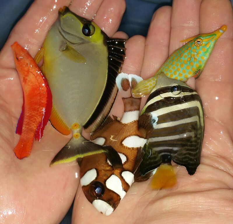 unspecified zps1fw9ekxr - Merry Fishmas? Happy New Reef? Only @ Tropicorium!!