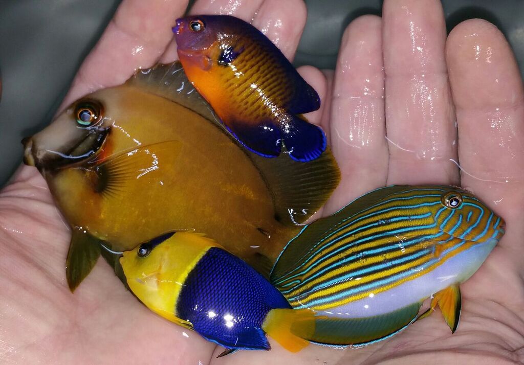 unspecified zps3yibpuru - Merry Fishmas? Happy New Reef? Only @ Tropicorium!!