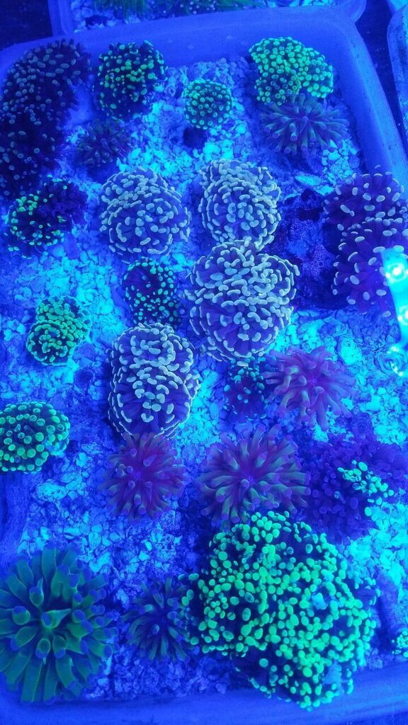 unspecified zpsa3cr9wtd - Fresh Combo Rocks For The Holidays!!!