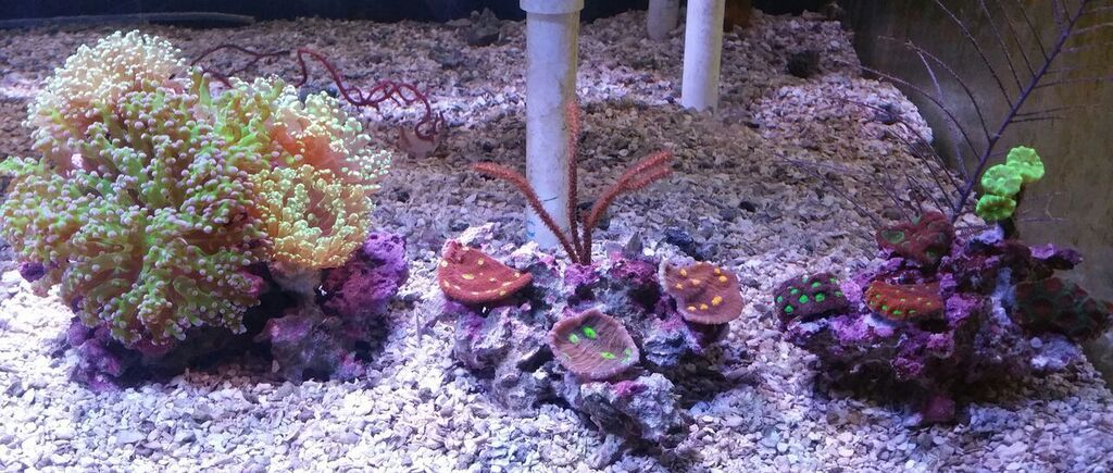 unspecified zpsbe5upzkq - Fresh Combo Rocks For The Holidays!!!