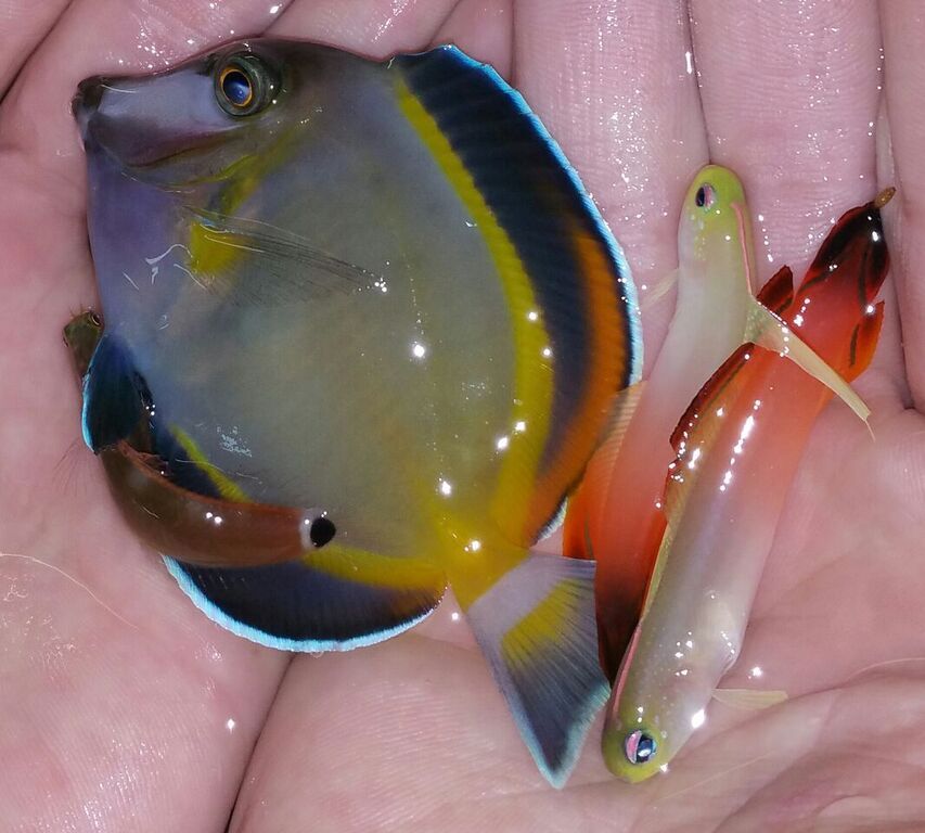unspecified zpsdygdftf0 - Merry Fishmas? Happy New Reef? Only @ Tropicorium!!
