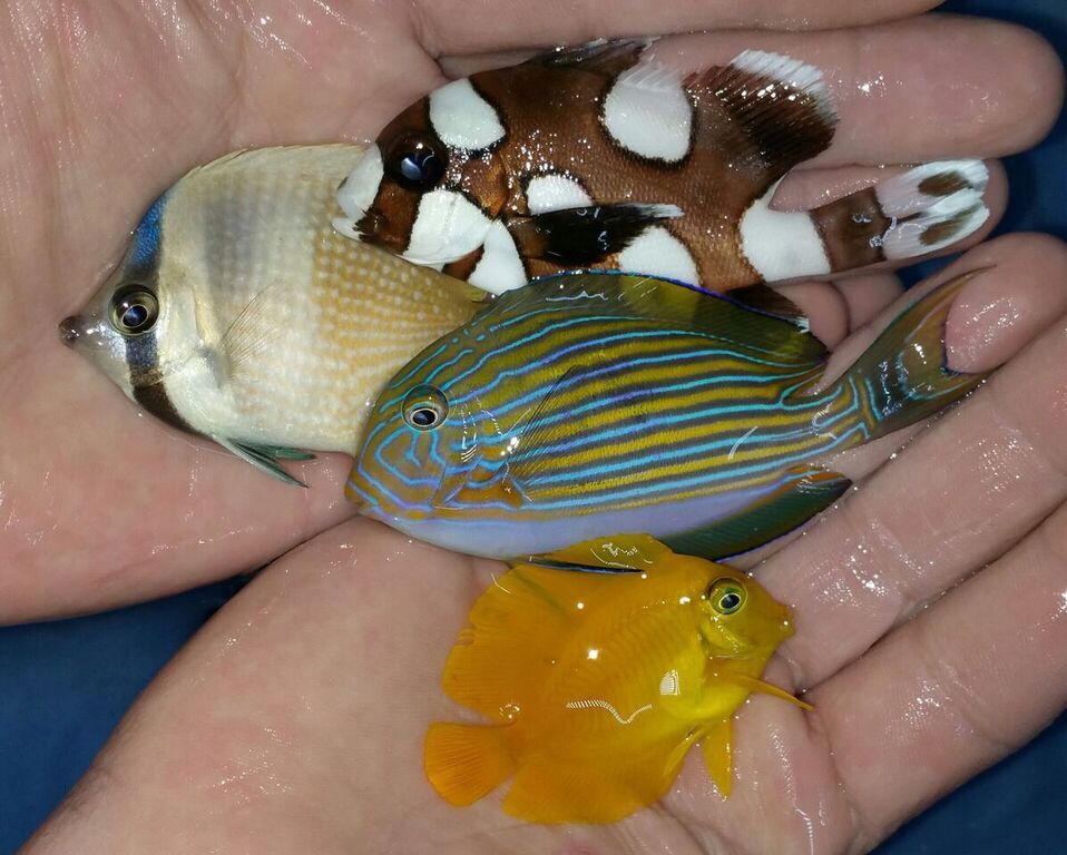 unspecified zpsttwwsksm - Merry Fishmas? Happy New Reef? Only @ Tropicorium!!