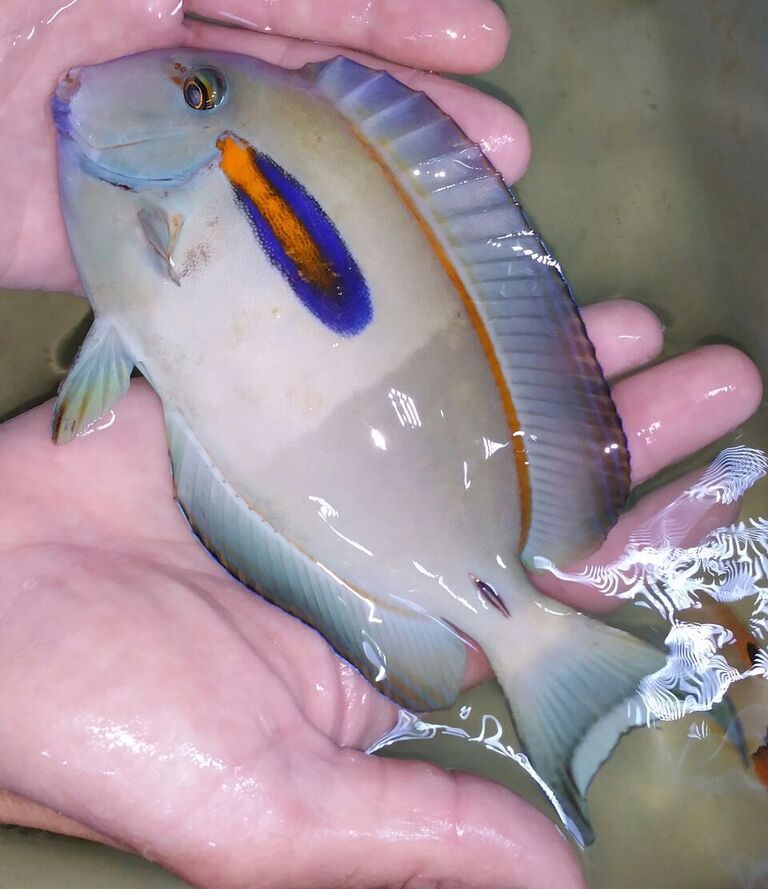 unspecified zpszn1on6hv - Great Selection Of Fully Conditioned Fish And More!!!