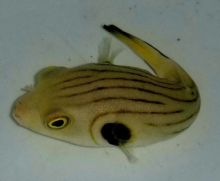 20170616 160225 zpseutr9oex - Just A Few More New Fish For The Wknd!!!