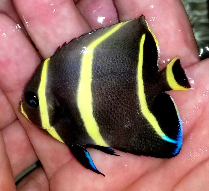 20170721 141140 zpssaceu1d3 - Great Selection Of Fully Conditioned Fish And More!!!