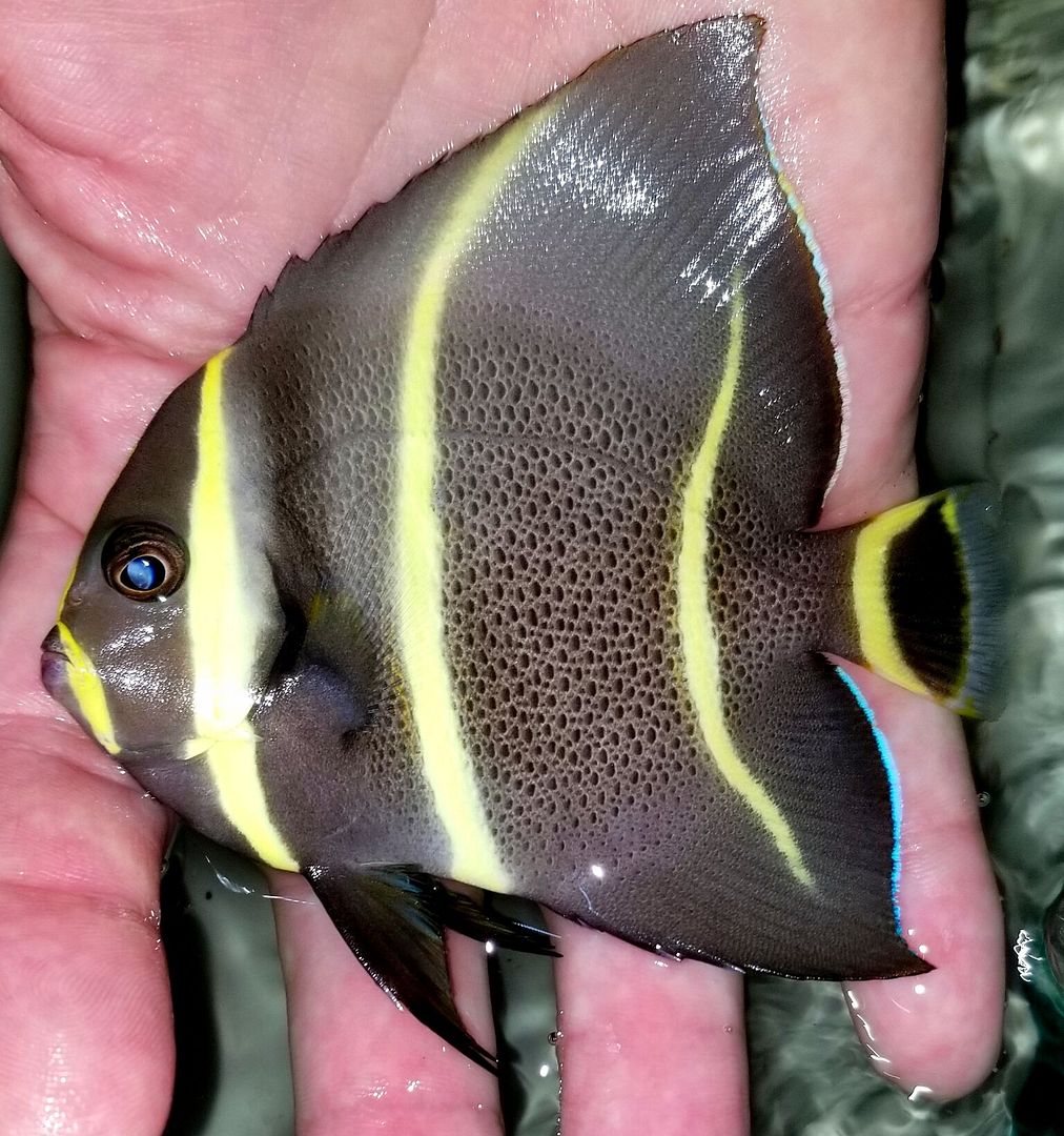 Whole lot of fish dating site